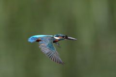 カワセミ 飛 4