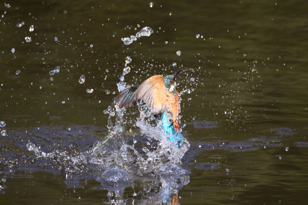 カワセミ 離水B面
