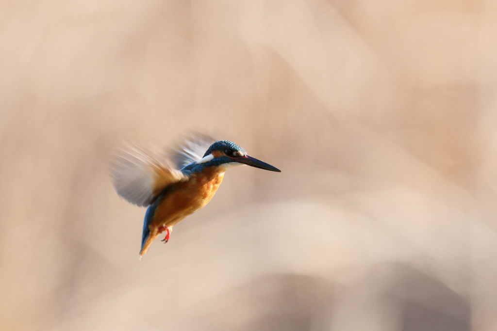 カワセミ 逆光ホバ 03.09-2