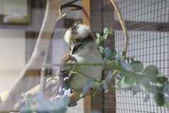 掛川花鳥園の籠(檻)の鳥