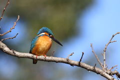 カワセミ 6D 150-600