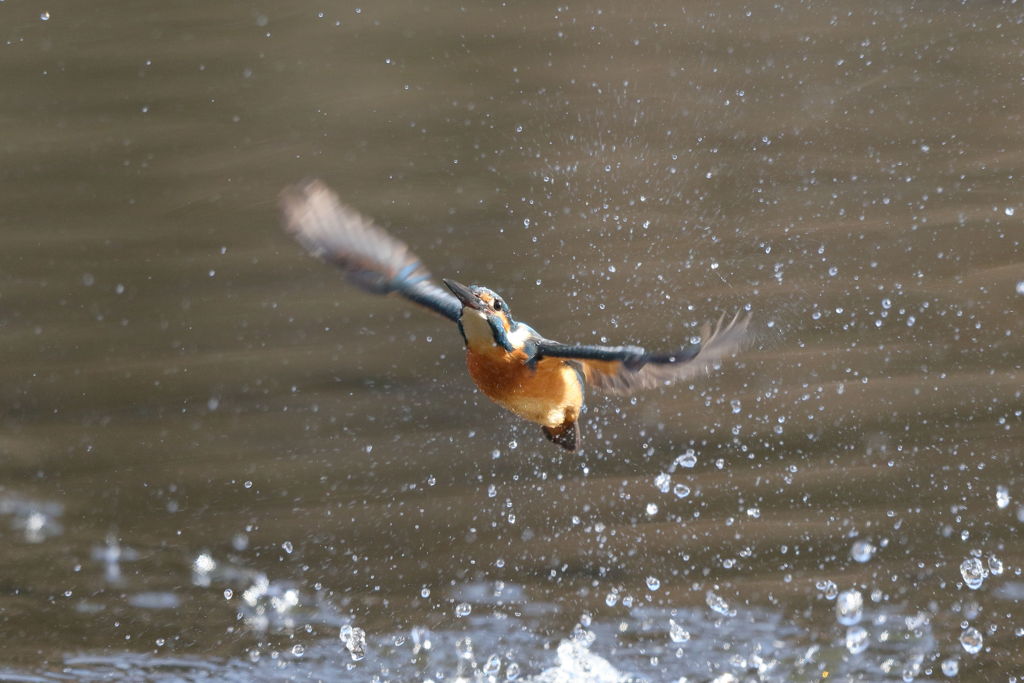 カワセミ 離水1