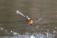 カワセミ 離水1