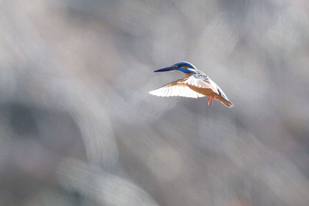 カワセミ ホバ逆光 遠い2 