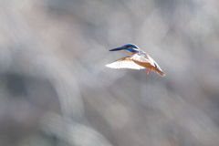 カワセミ ホバ逆光 遠い2 