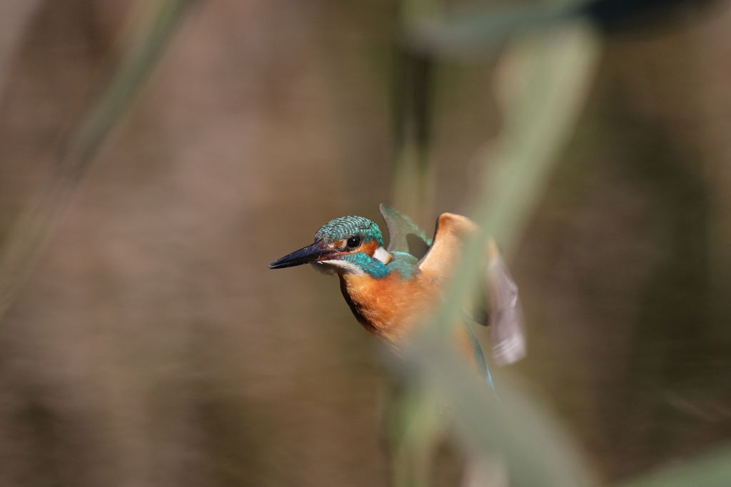 カワセミ ホバ 草がらみ