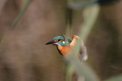 カワセミ ホバ 草がらみ