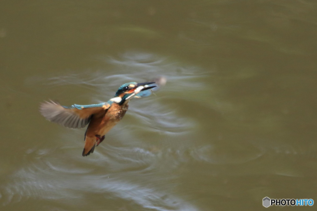 カワセミ 若 捕った