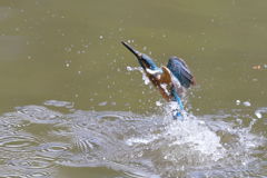 カワセミ 離水 7.29
