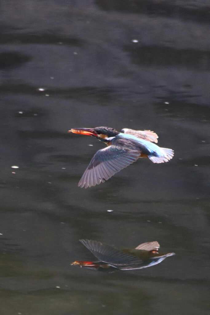 カワセミ？？ゲット