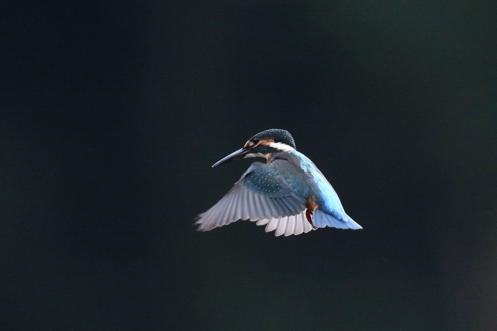 カワセミ ホバ 1