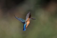 カワセミ ホバ 2-2