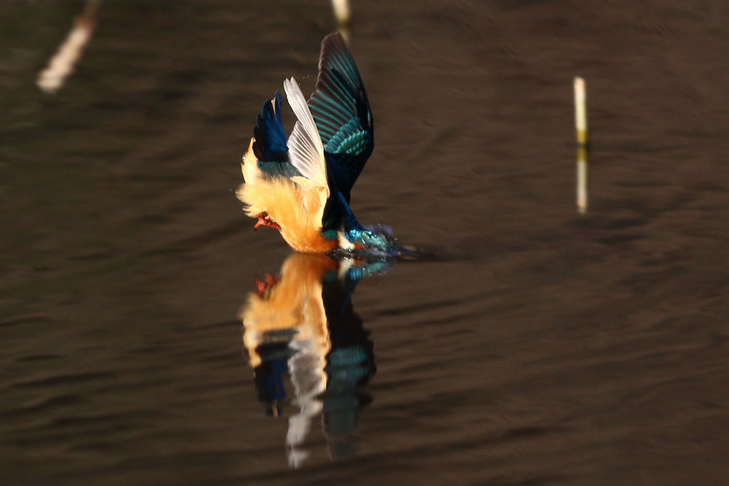カワセミ　飛び込み