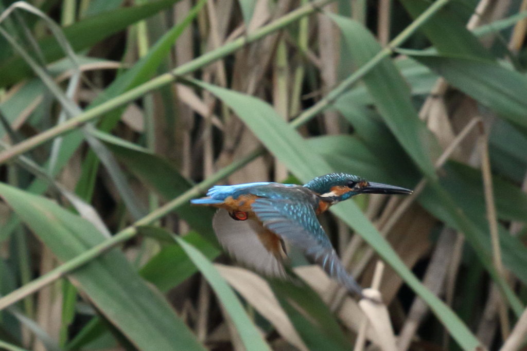 カワセミ 飛び出し1