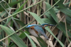 カワセミ 飛び出し1