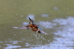 カワセミ 冷水２