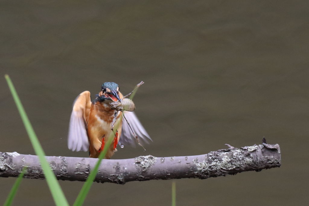 カワセミ ヤゴ捕獲1