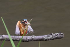 カワセミ ヤゴ捕獲1