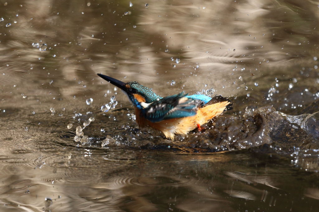 カワセミ 水浴び