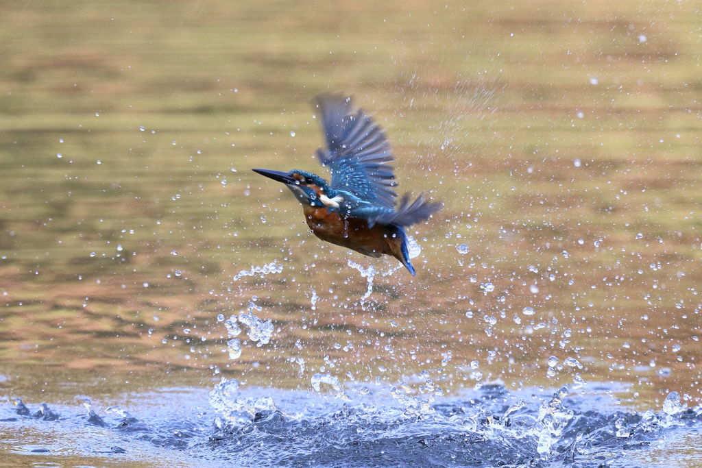 カワセミ 離水３