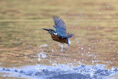 カワセミ 離水３