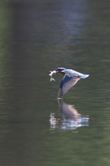 カワセミ 飛