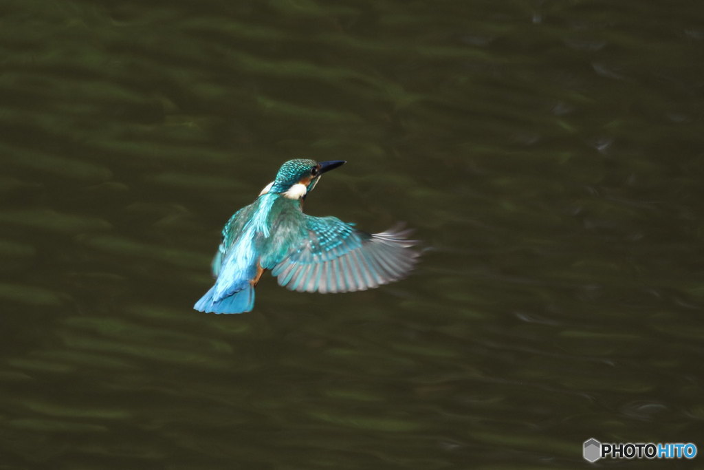 カワセミ ホバ４