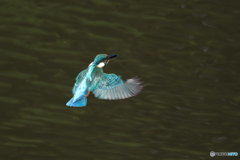 カワセミ ホバ４