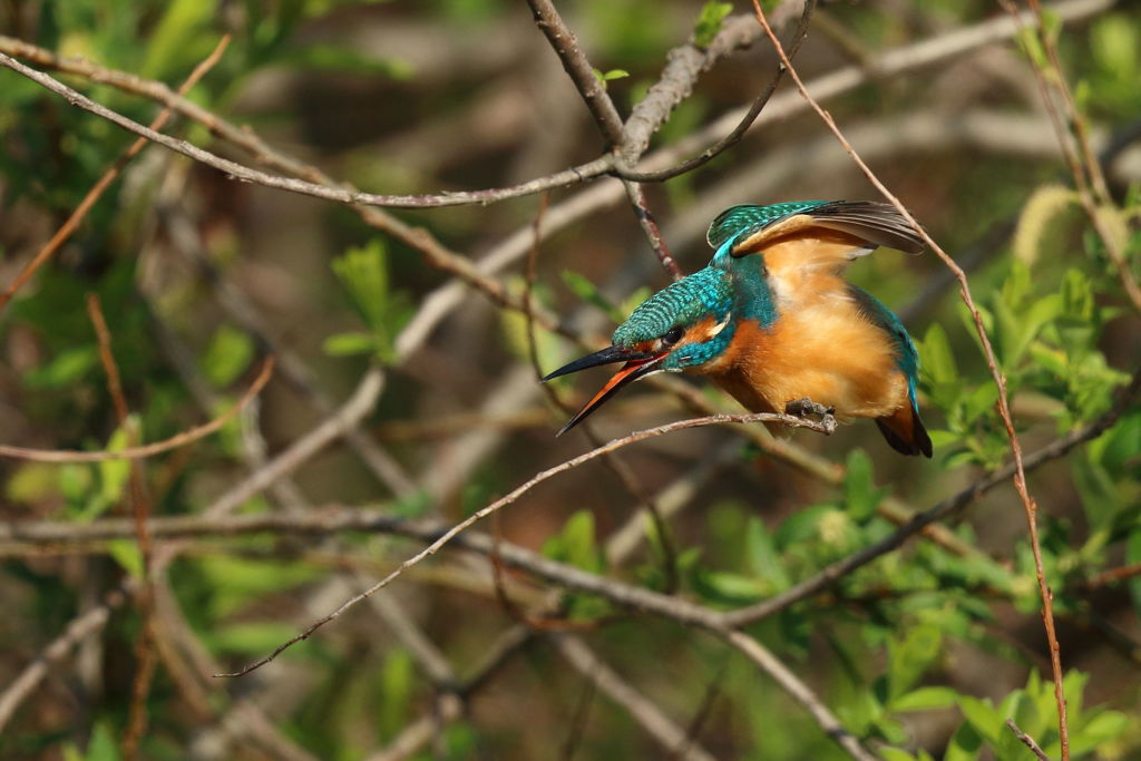 カワセミ フェイント1