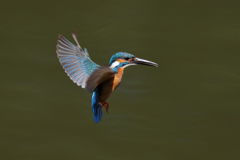 カワセミ ホバ1