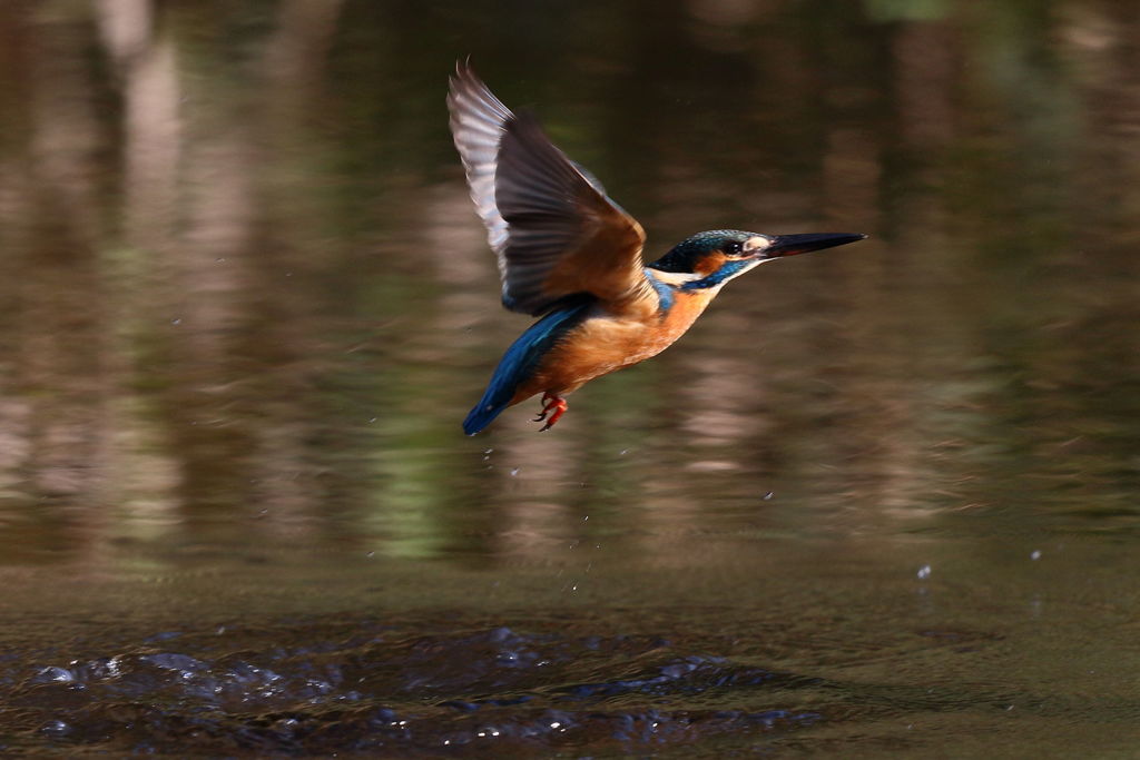 カワセミ 離水２