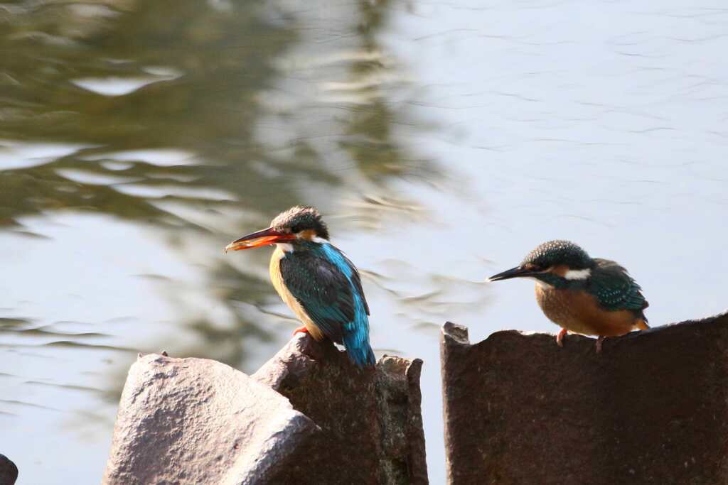 S川お散歩中の母子