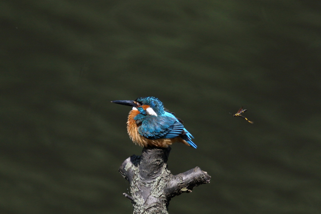 カワセミ 背後に足長バチ？