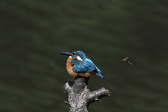 カワセミ 背後に足長バチ？