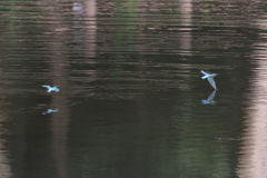 カワセミ 若 逃行