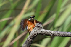 カワセミ 飛付き 2