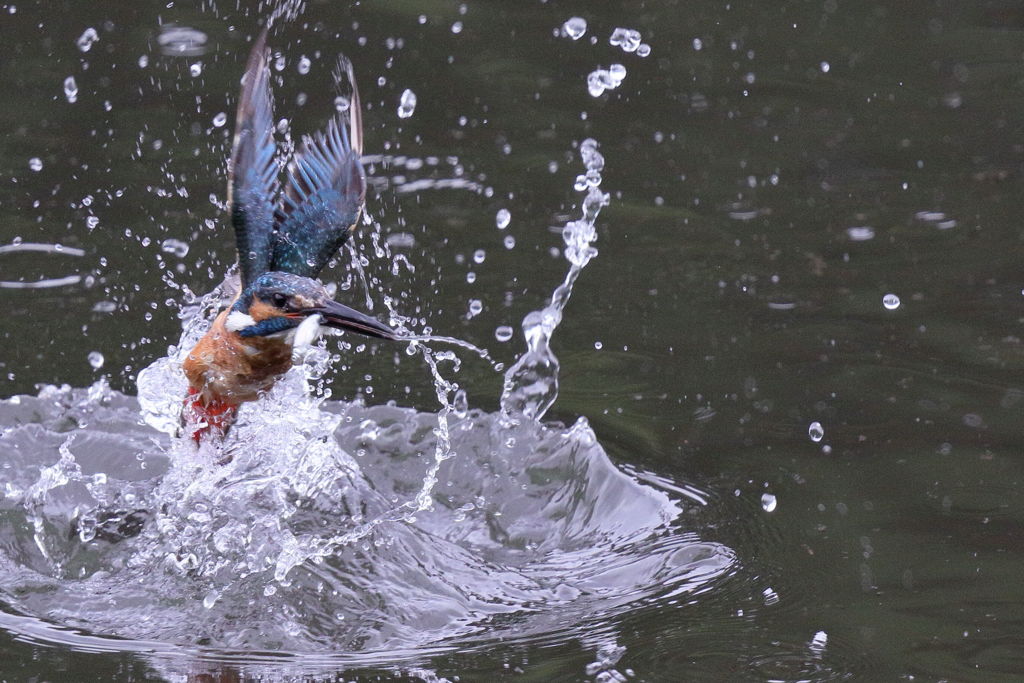 カワセミ 離水３