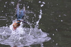 カワセミ 離水３