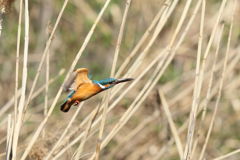 カワセミ 遠い２