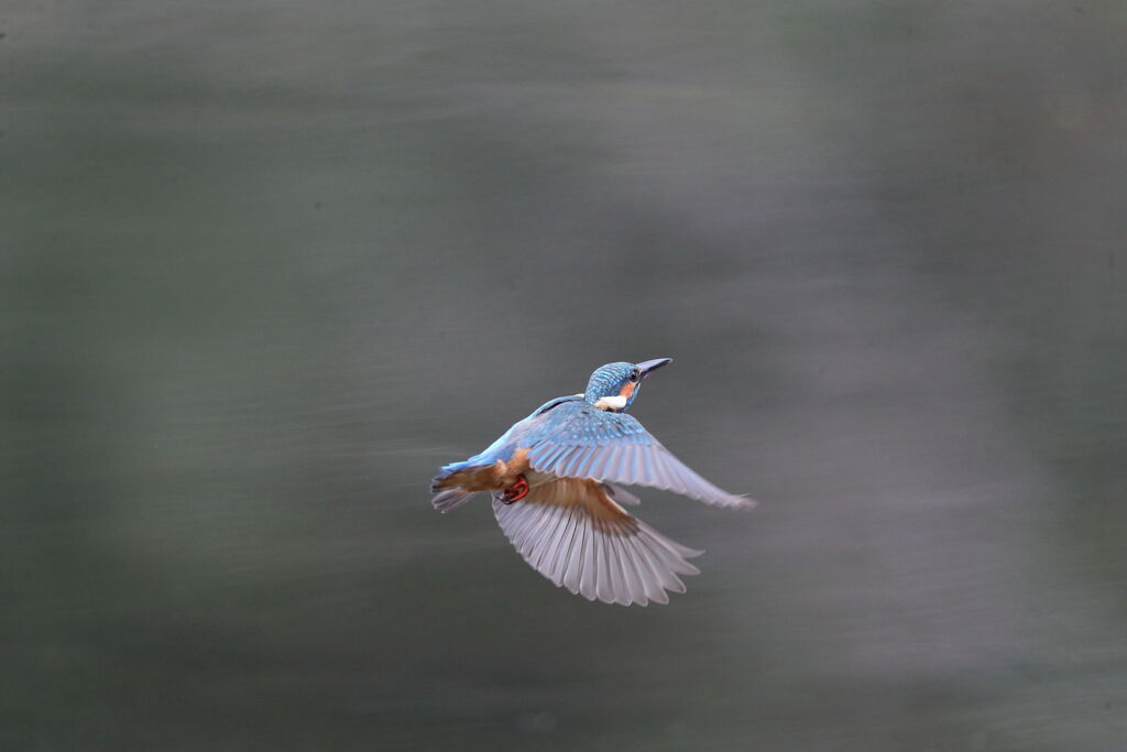 飛び込まず旋回1