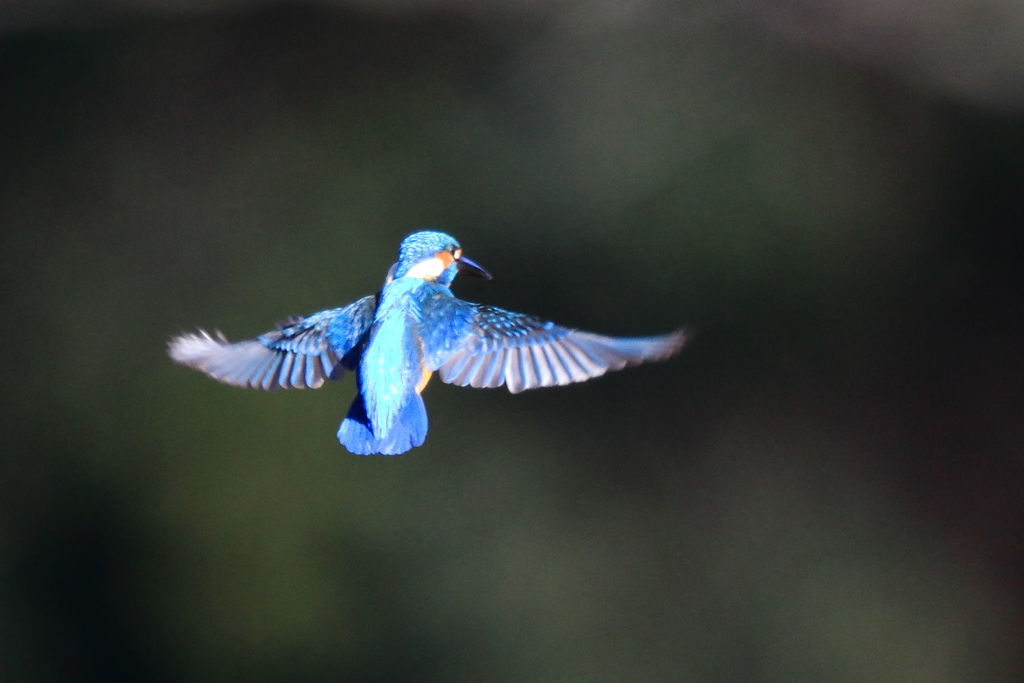 カワセミ  ホバ3