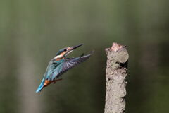 7D2_3201-2着木前3