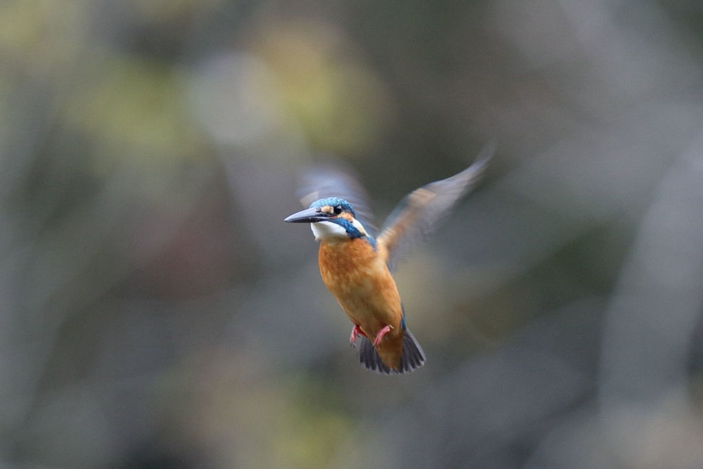 カワセミ ホバ設定後