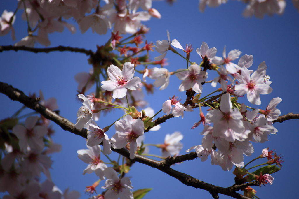 桜 青空  6D 70-300 22-1