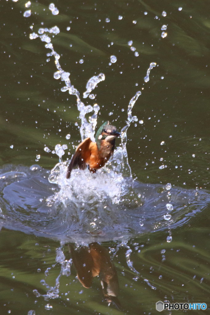 カワセミ幼　浮上２