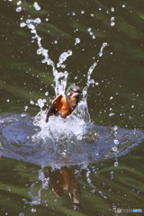 カワセミ幼　浮上２