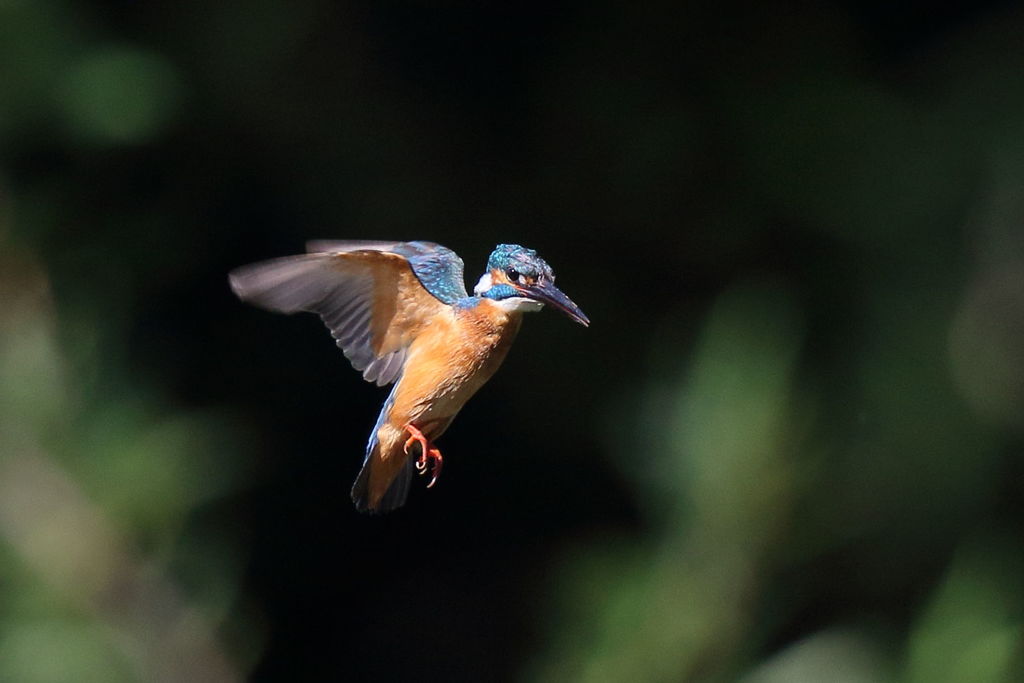 カワセミ ホバ3