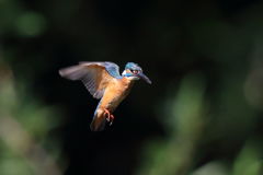 カワセミ ホバ3