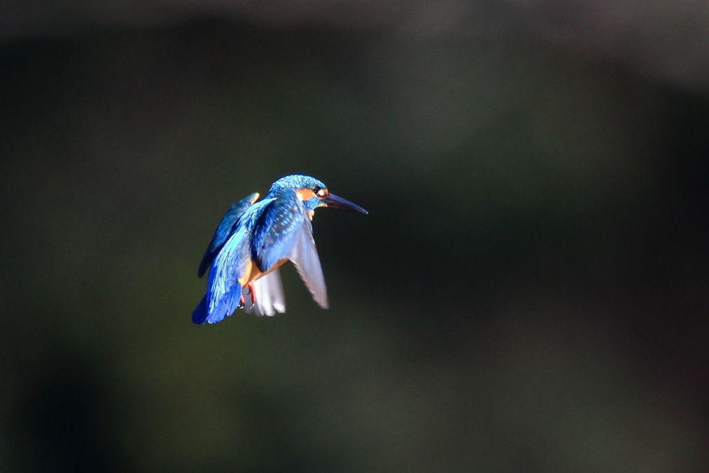 カワセミ ホバ1