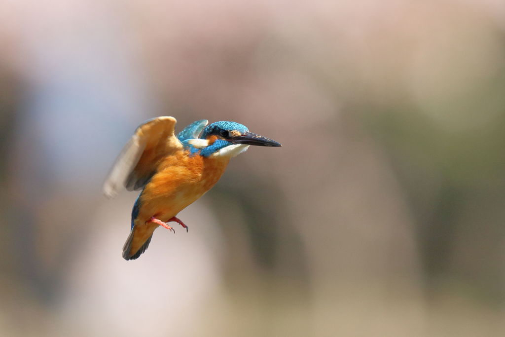 カワセミ ホバ２